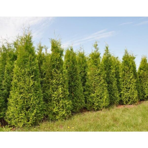 Thuja occidentalis ´Brabant´ 40–60 K3