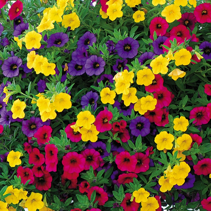 Calibrachoa cultivar Million Bells , Celebration Carneval, P 12 - 8a60b56af5743756baee3aae77e7388e flower gardening gardening tips
