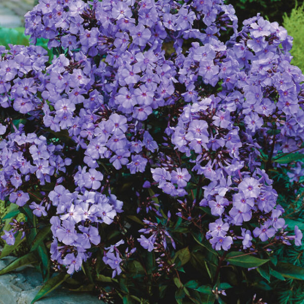 Phlox paniculata Plamenka latnatá, ‘Blue Paradise’ K11x11