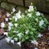 Campanula carpatica 'White Clips' - Květináč, pr. 9 cm