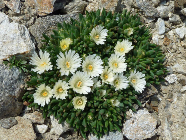 Delosperma basuticum 'White nugget' K9x9 - Delosperma basuticum White Nugget White Nugget Ice Plant2