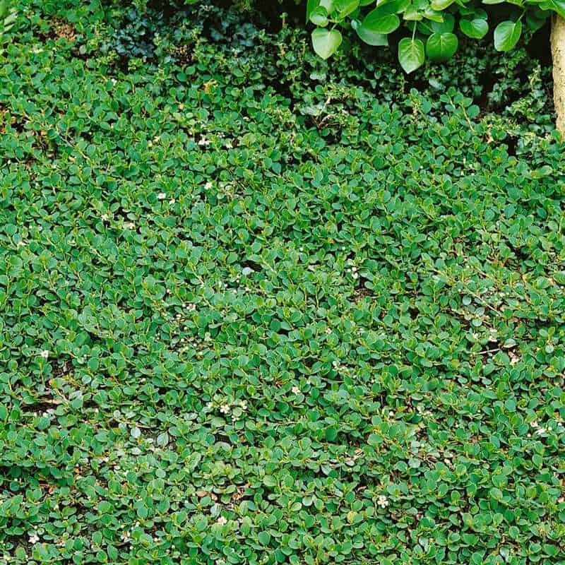 Cotoneaster dammeri 'Frieders Evergreen', stálezelený, P 9 - Frieders evergreen