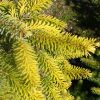 Picea omorika 'Aurea' - C15L 100-120 CM