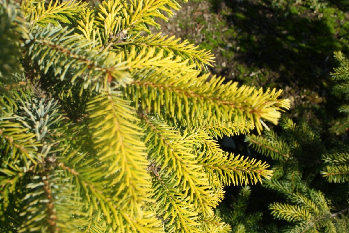 Picea omorika 'Aurea' - Image 1