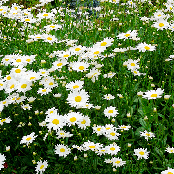 Leucanthemum vulgare ‘May Queen’ Kopretina, K9x9