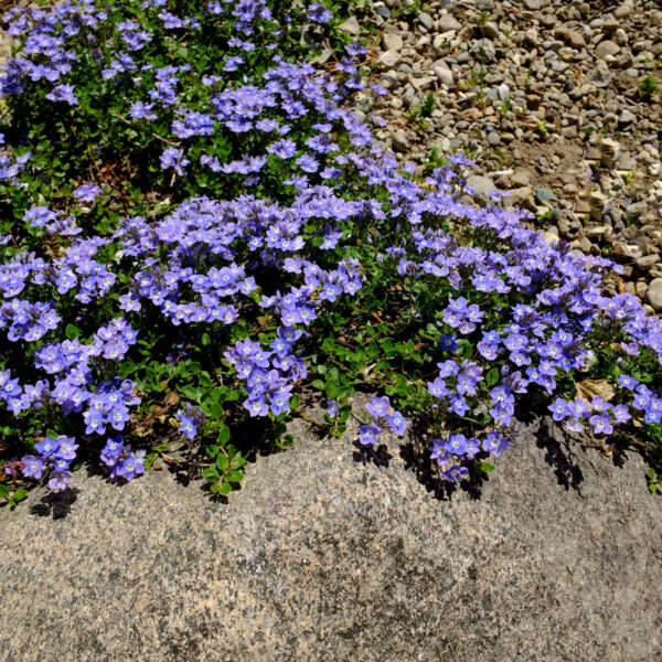 Veronica liwanensis