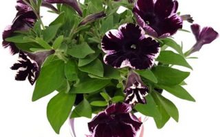 Petunia převislá 'Miss Marvelous', P 12 - MIss Marvelous EPS