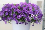 Petunia, NIGHTSKY-závěs C7,5L - Image 2