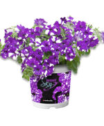 Petunia, NIGHTSKY-závěs C7,5L