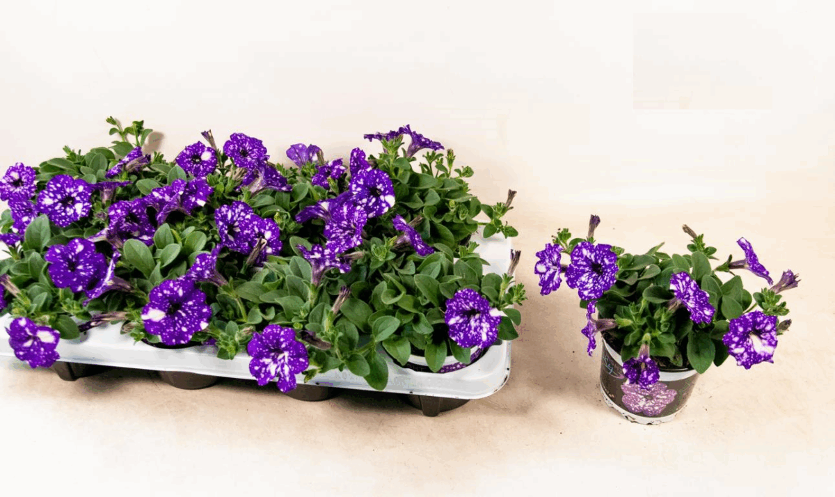Petunia, NIGHTSKY-závěs C7,5L - Image 3