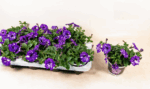 Petunia, NIGHTSKY-závěs C7,5L - Image 3