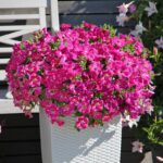 Petunia BABYDOLL P12 - Image 2