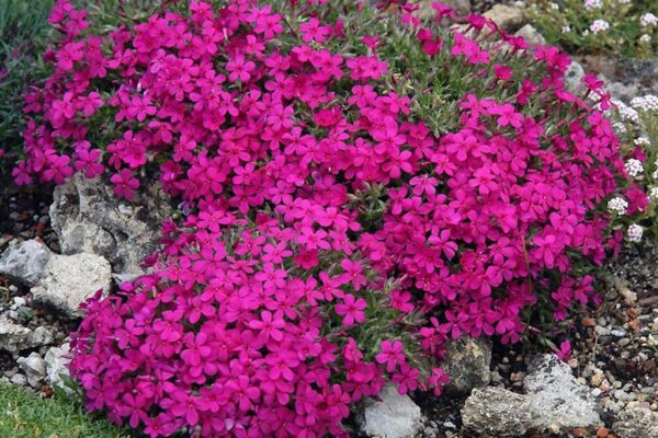 Phlox douglasii ‘Red Admiral’ K9x9 -