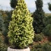 Picea Glauca 'Sun on the sky' - Kontejner 2 l, v. 20-30 cm