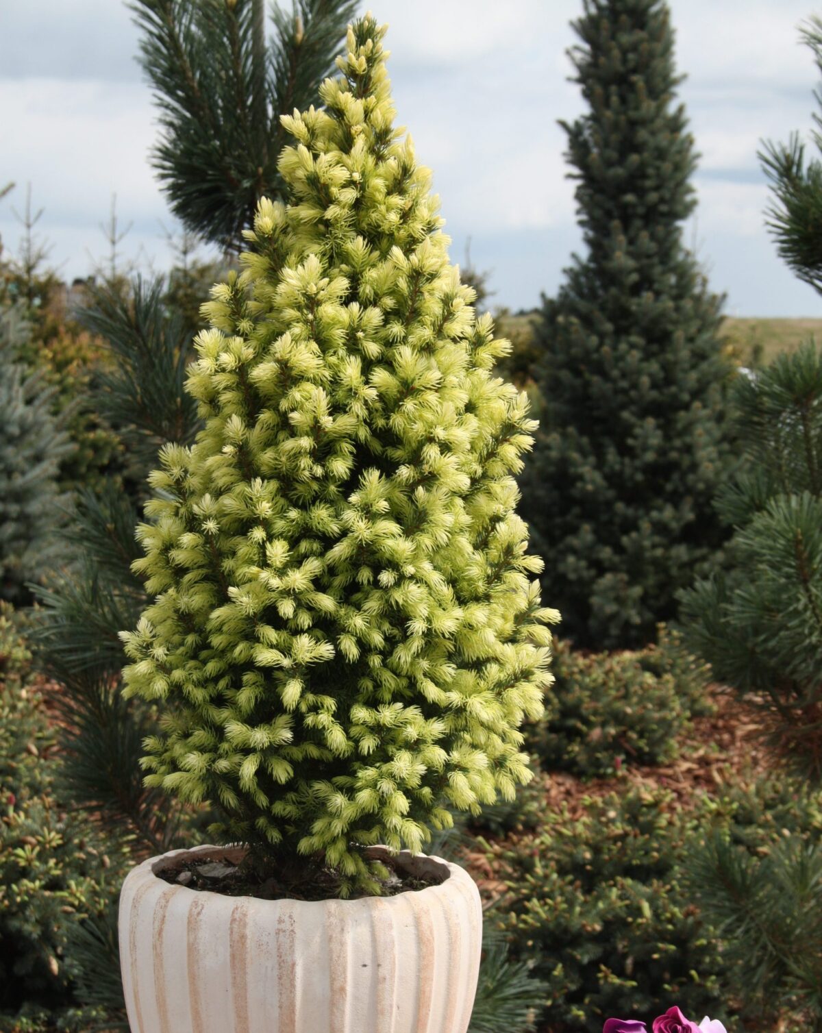 Picea Glauca 'Sun on the sky' - Image 1