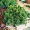 Pinus mugo 'Mops' - C5L, v. 20-30 CM
