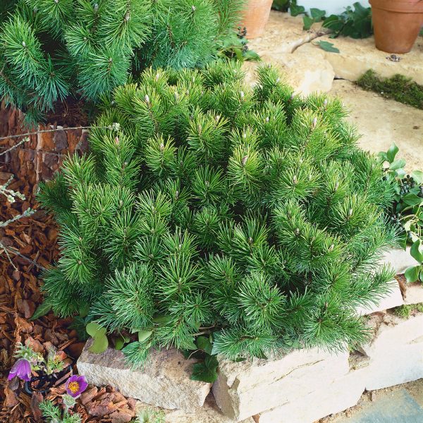 Pinus mugo 'Mops' - Pinus mugo mops