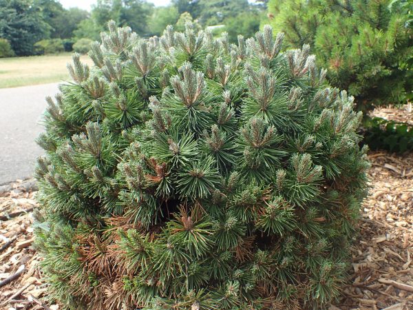 Pinus mugo ´Allgaeu´ 10–15 K2 - Pinus mugo Allgau scaled