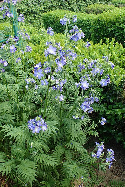 Polemonium caeruleum K9x9