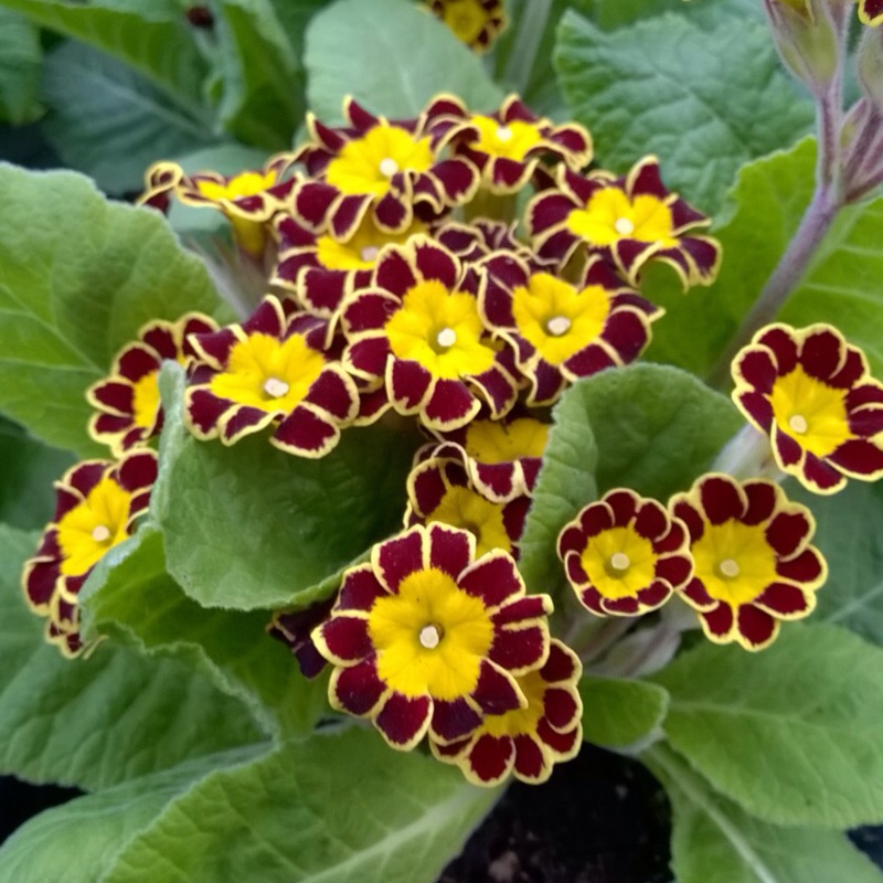 Primula trvalka