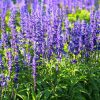 Salvia nemorosa 'Blaukönigin' - P11