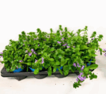 Scaevola aemula - Image 3