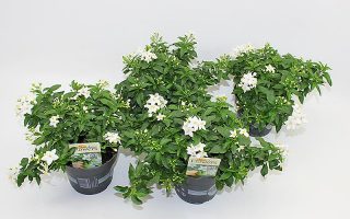 Solanum jasminoides - Solanum jasminoides EPS