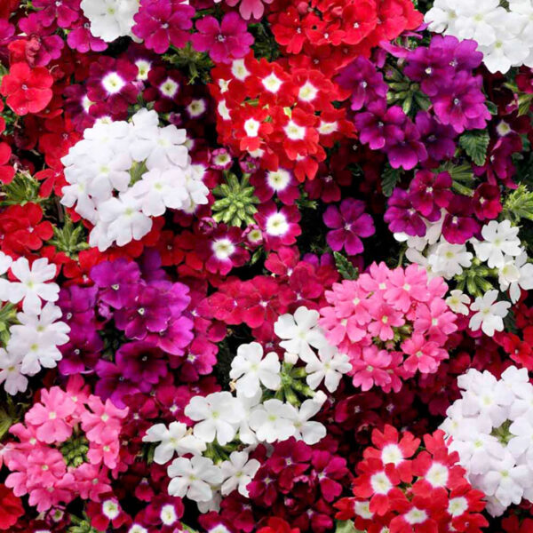 Verbena P 13 – MIX