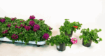 Verbena P 13 – MIX - Image 3