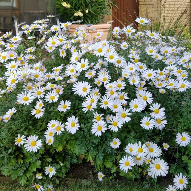 Chrysanthemum Arcticum H9 Zahradn Centrum Strakovo S r o 