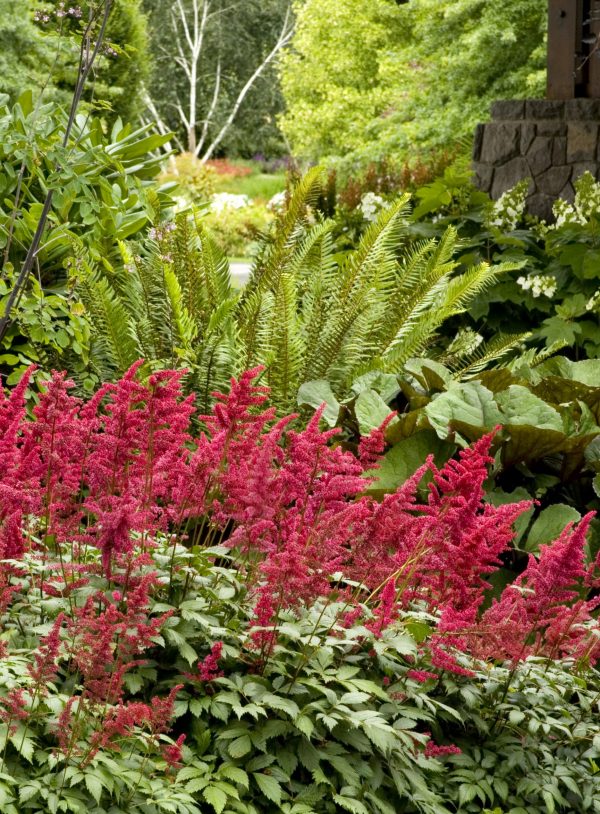 Astilbe arendsii 'Fanal' - astilbe fanal scaled