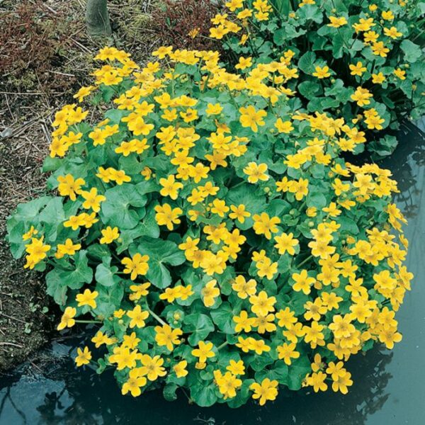 Caltha palustris