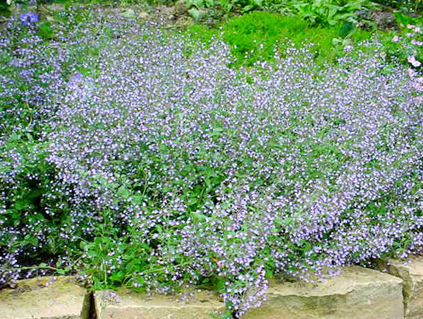 Calamintha nepeta ´Blue Cloud´ K9