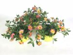 Calibrachoa cultivar Million Bells 'Chameleon' - Image 2