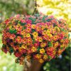 Calibrachoa cultivar Million Bells 'Chameleon' - P 12