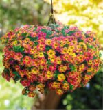 Calibrachoa cultivar Million Bells 'Chameleon'