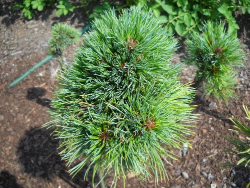 Pinus cembra ´Stoderzinken´ 15–20 K2