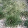 Deschampsia caespitosa ´Schottland´ - Kontejner pr.9 cm
