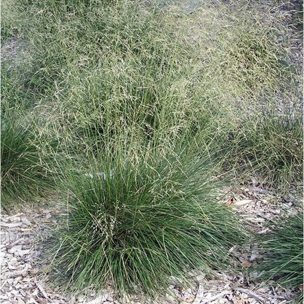 Deschampsia caespitosa ´Schottland´