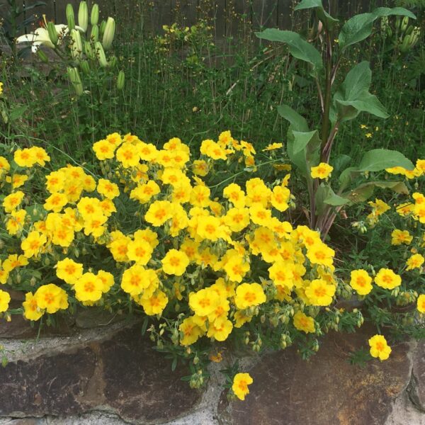 Helianthemum ‘Georgeham’ BEN FHADA K9x9