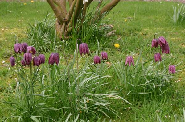 Fritillaria meleagris K9x9