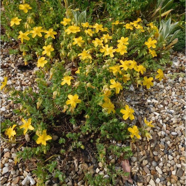 Hypericum olympicum