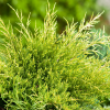 Juniperus × pfitzeriana 'Old Gold' - Kontejner 2 l, v. 20-30 cm