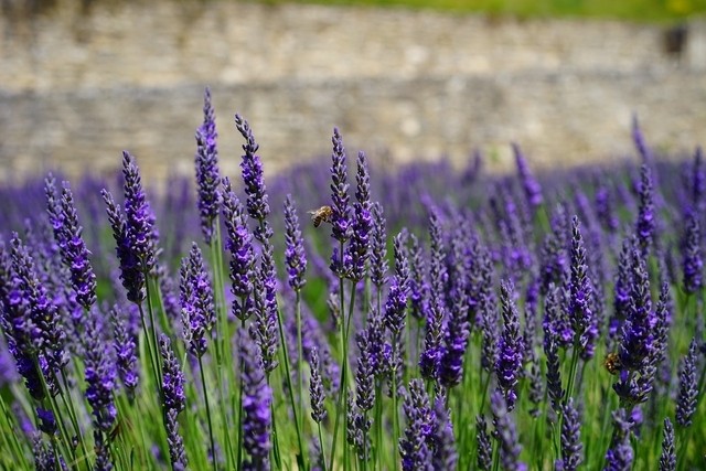 Lavandula angustifolia 'Dwarf Blue' - lavender ‘dwarf blue’ lavandula angustifolia