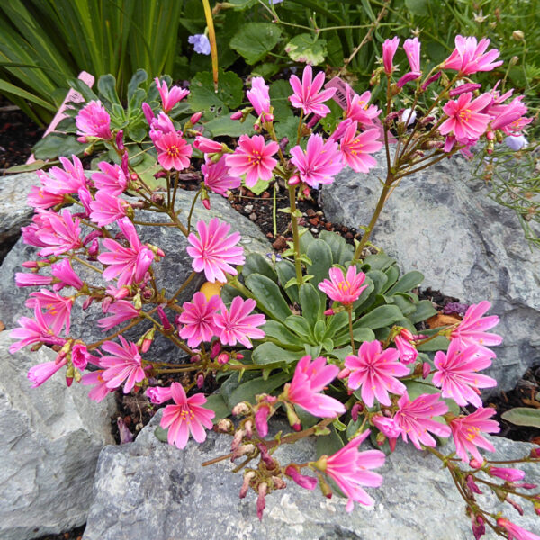 Lewisia longipetala ´Little Plum´ P11