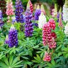 Lupinus polyphyllus P 13 - P 13