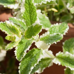Mentha suaveolens Pinedo K9