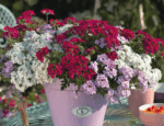 Verbena P 13 – MIX - Image 2