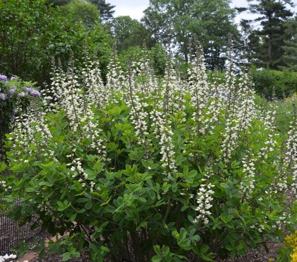 Nepeta x faassenii Alba h9