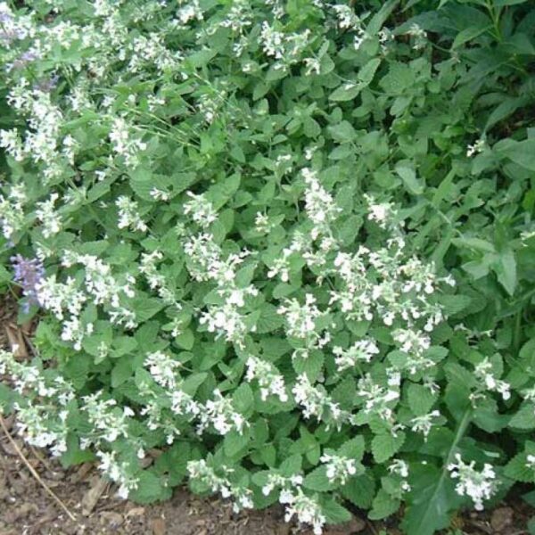 Nepeta racemosa ‘Snowflake’ K9x9